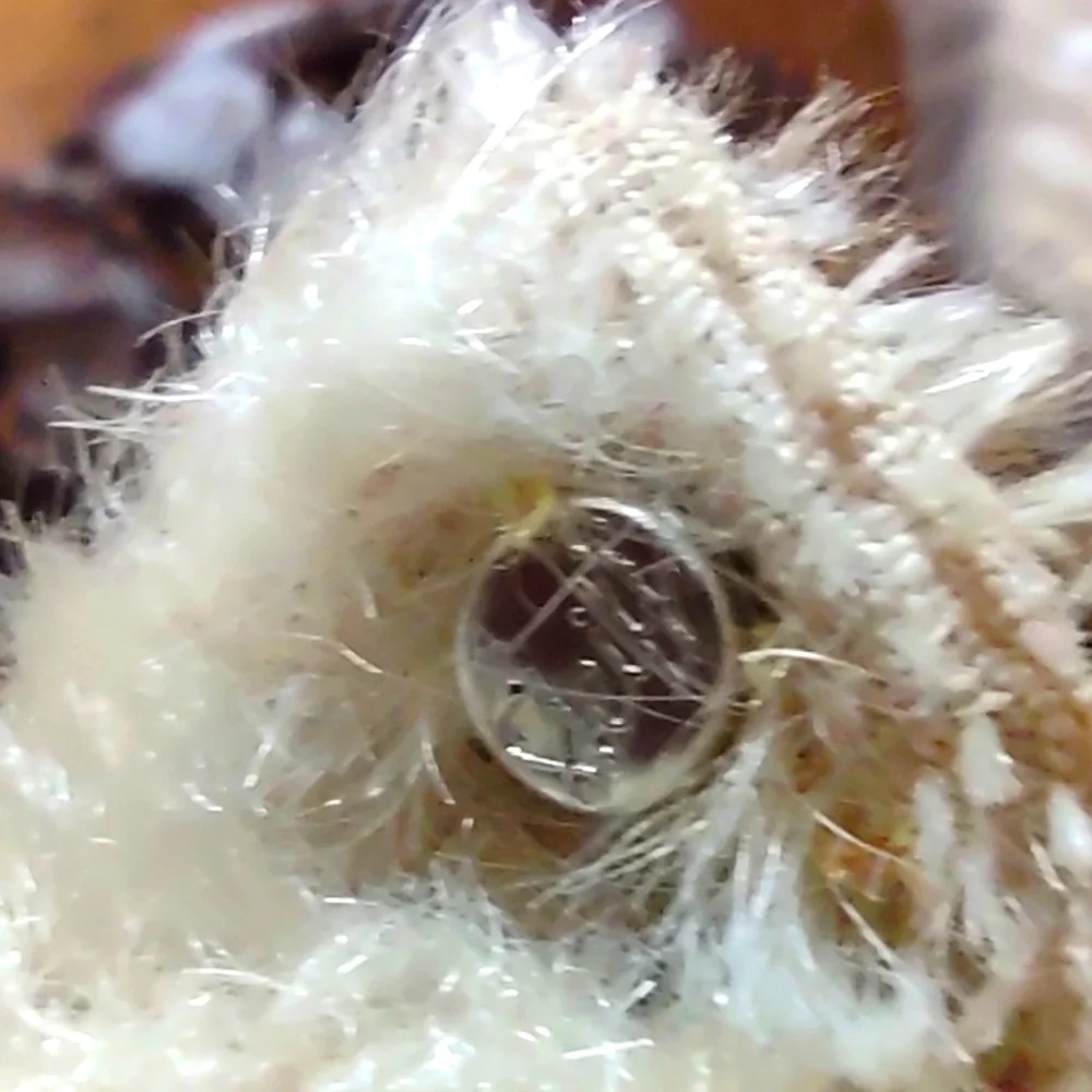 Vintage 1960s Steiff "Tapsy Tabby Cat" Mohair Plush Toy Collectible - Picture 9 of 9